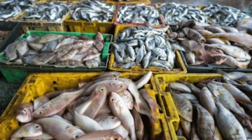 استقرار الأسعار.. ثبات حركة أسعار الأسماك والجمبري في الأسواق المصرية اليوم الأحد